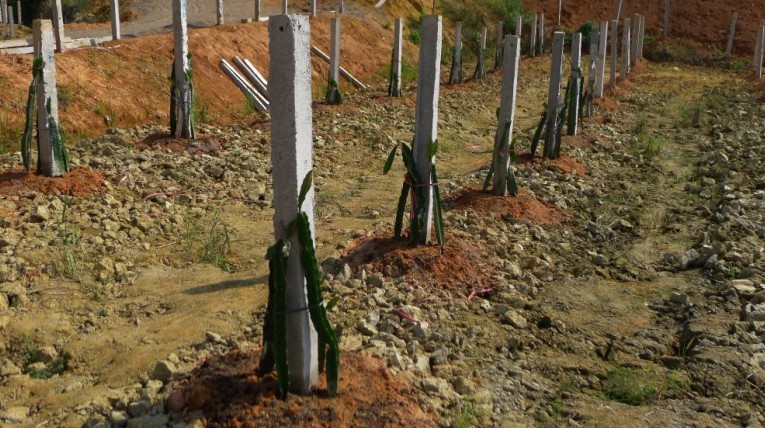 种火龙果 让陂坑村民日子红火