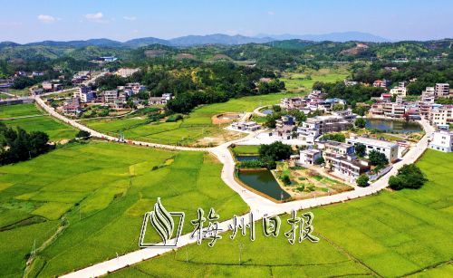 五华县成片优质稻田保障了粮食生产，还扮靓了乡村面貌。（张炳锋 摄）