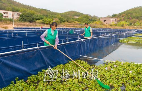 安流镇吉程村引进梅州隆森生态农业科技有限公司发展净水养殖小龙虾项目。