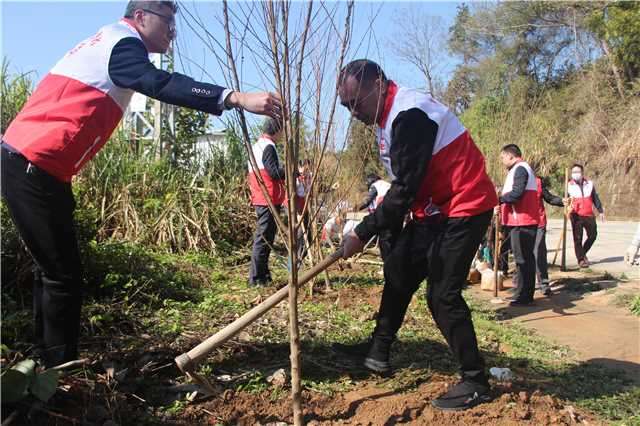 五华县人社局开展“机关联基层、干部带群众”植树活动