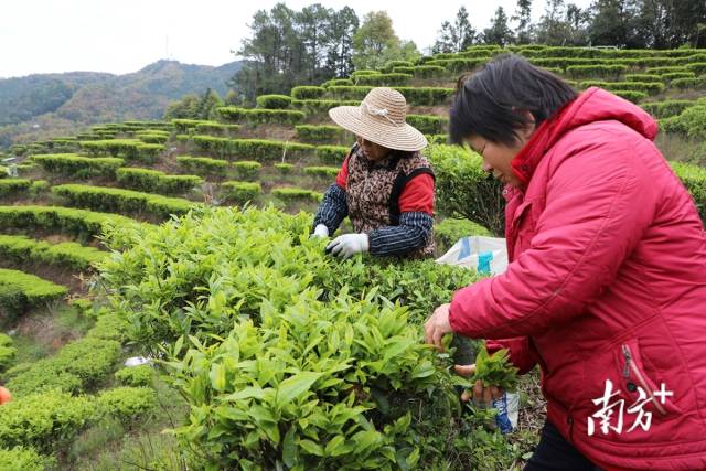 茶农正在采茶。曾文敏 摄