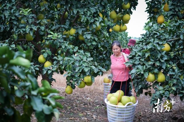 一筐筐柚子承载着当地柚农对丰收的喜悦，也推动当地乡村产业振兴。