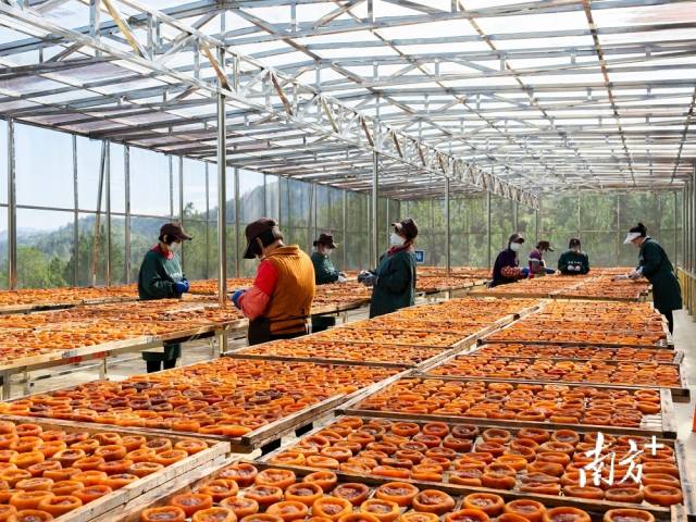 “大田柿花”已有300多年历史,是国家地理标志产品。 受访者供图 “大田柿花”已有300多年历史,是国家地理标志产品。 受访者供图