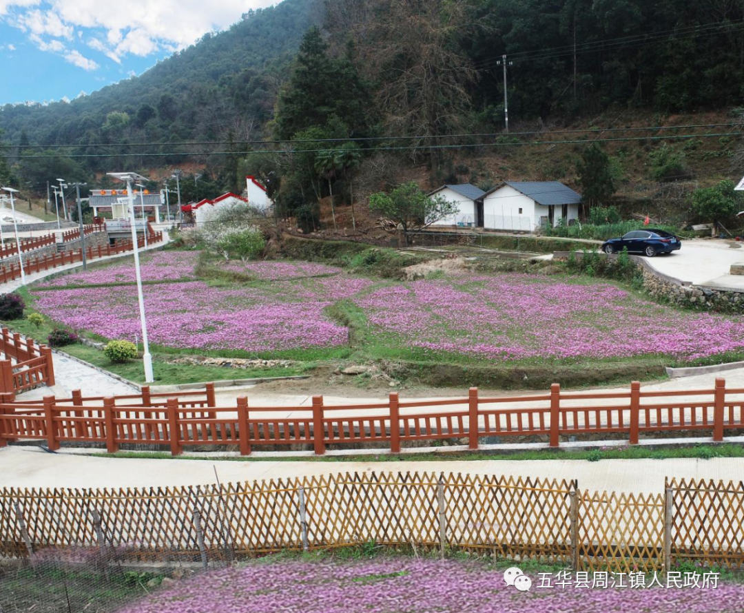 春寒料峭 格桑花开 打卡周江 红色村 感悟革命力量